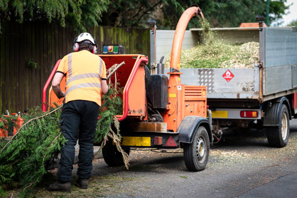 Trusted Mililani Town, HI Tree Services Experts